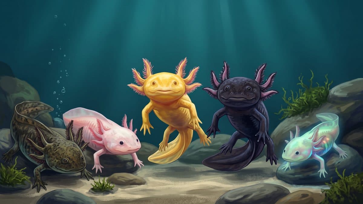 Leucistic axolotl with pink gills and pale body resting on aquarium gravel