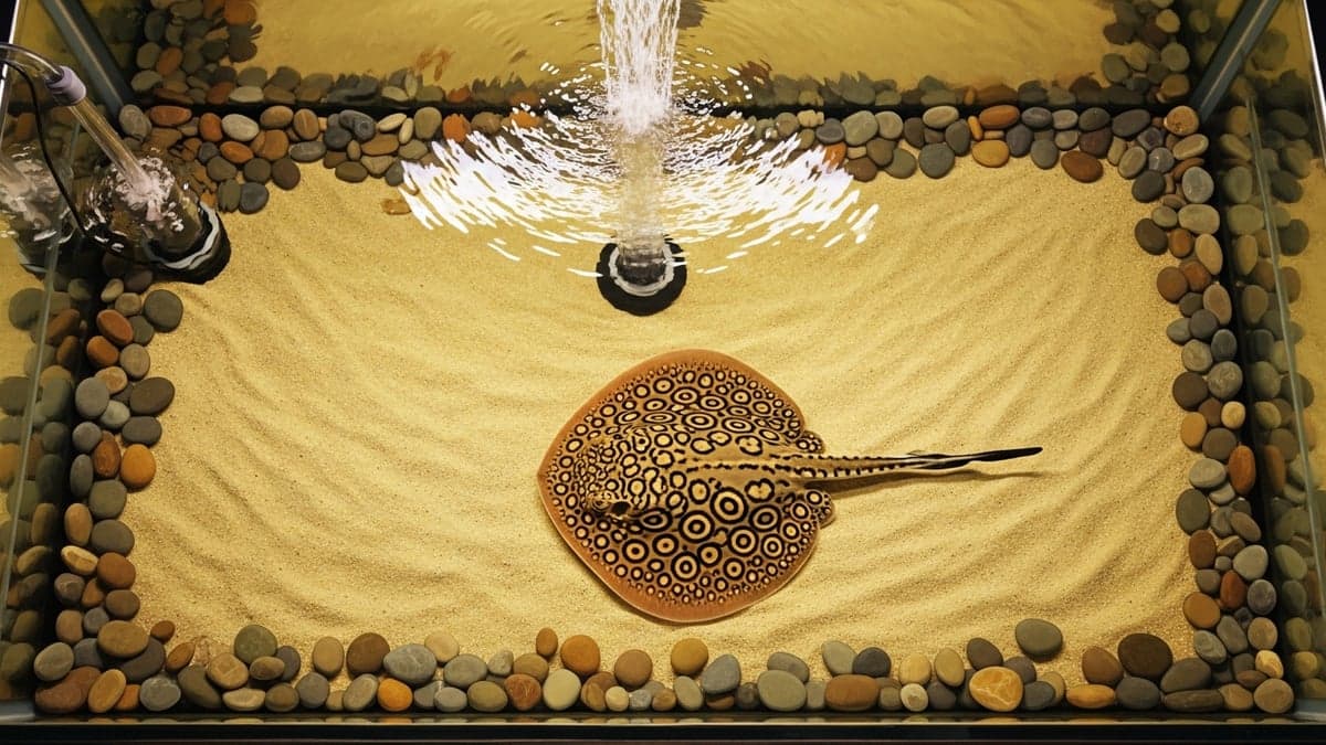 A professional 500-gallon stingray aquarium with fine sand substrate, sump filtration, and a Motoro stingray gliding across the bottom