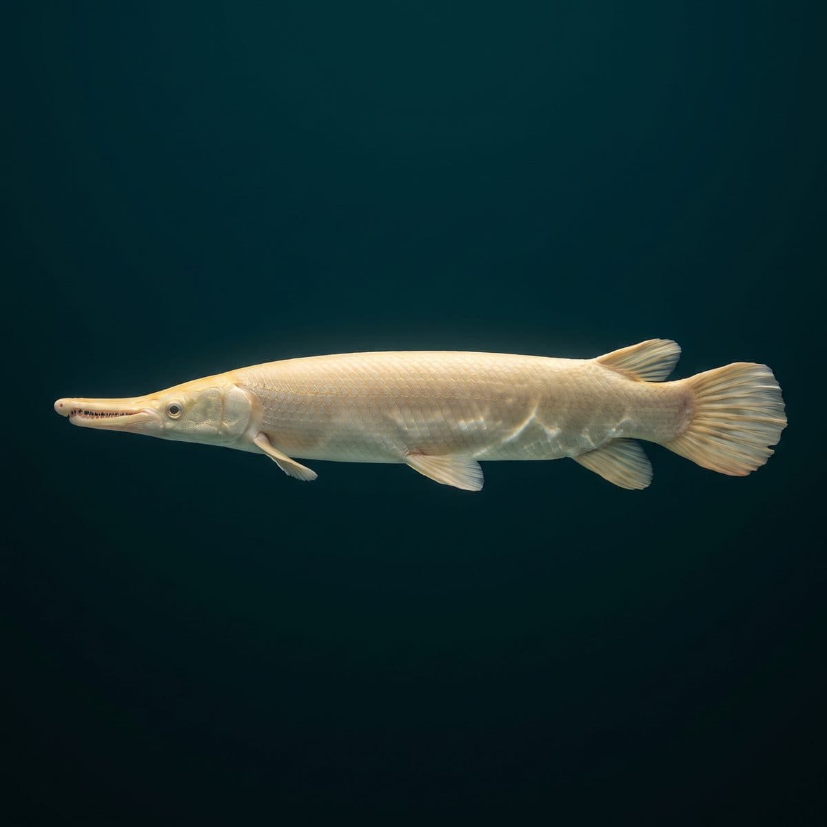 Albino Alligator Gar (Atractosteus spatula) — premium specimen
