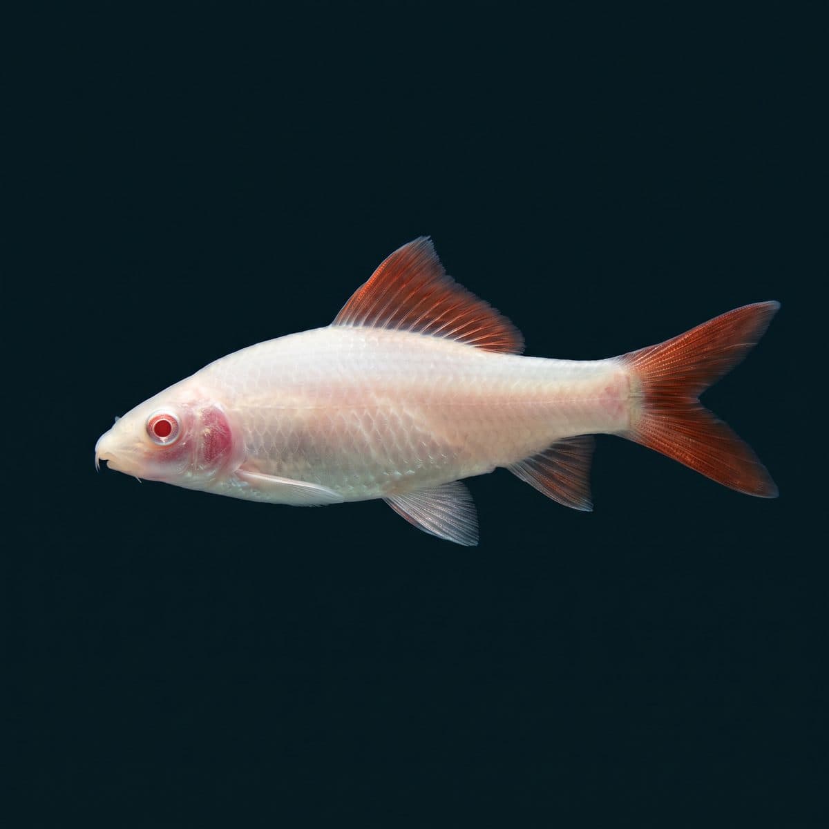 Albino Shark (Epalzeorhynchos munense) — premium specimen