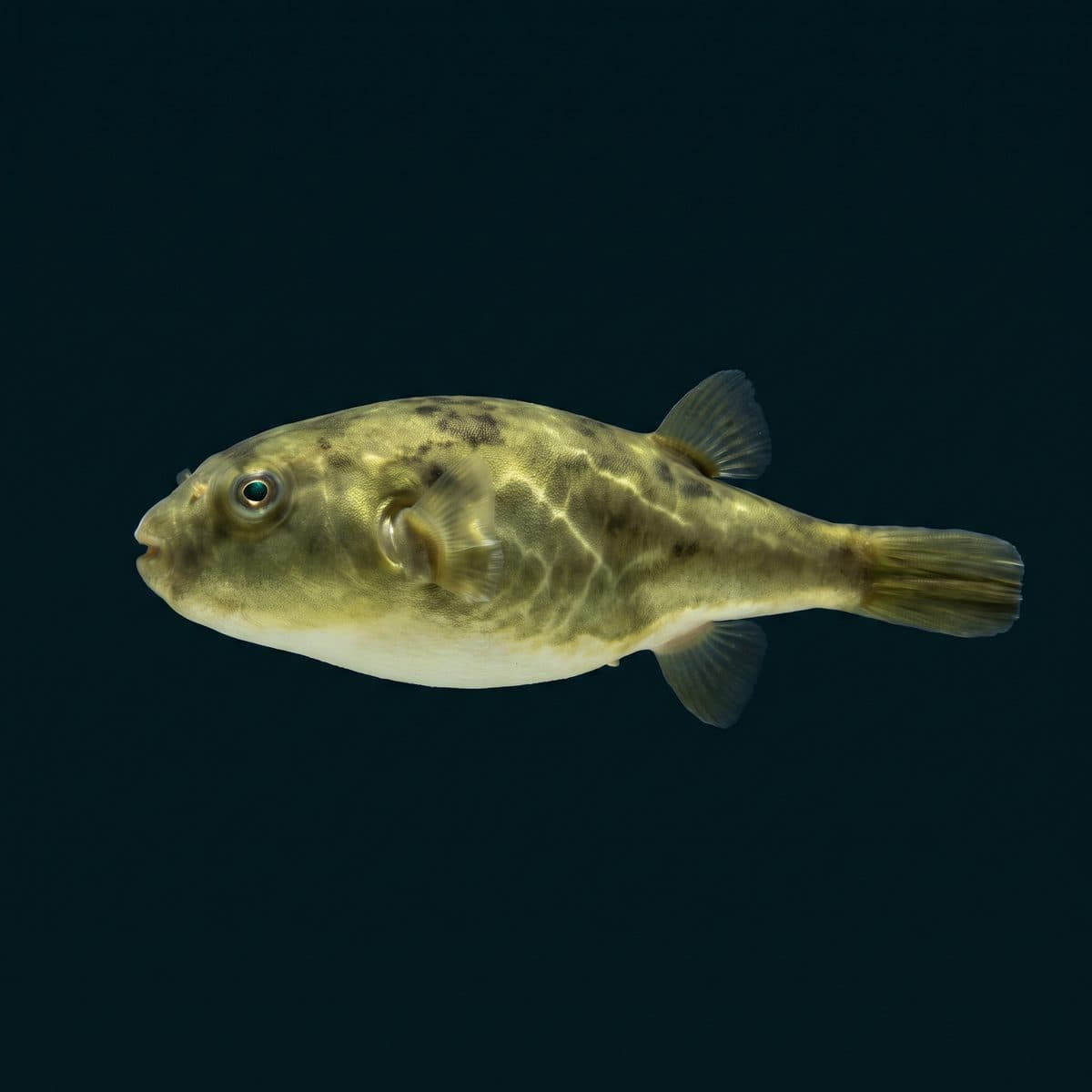 Avocado Puffer (Auriglobus modestus) — premium specimen