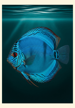 Blue Diamond Discus (Symphysodon aequifasciatus) — premium specimen