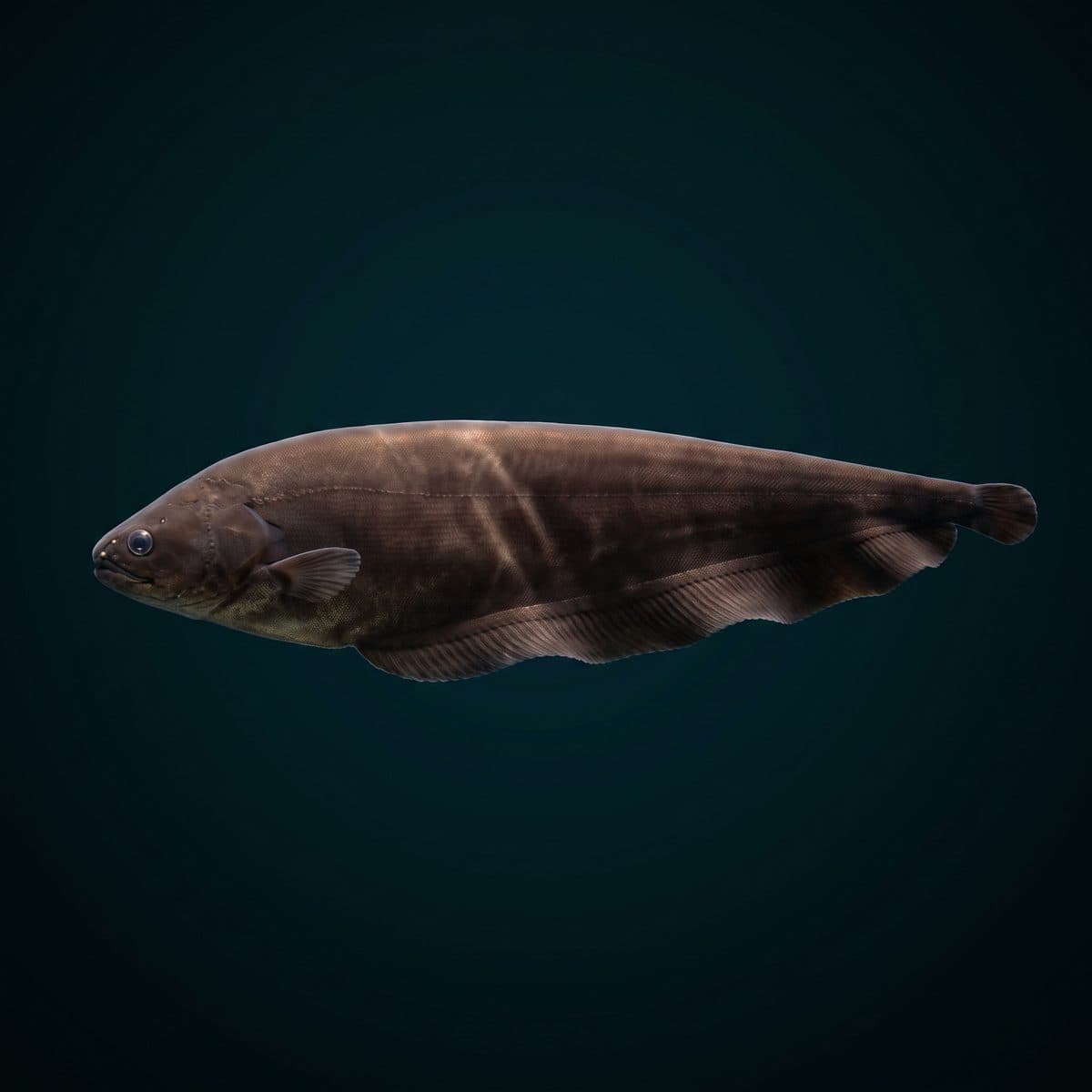 Brown Knife Fish (Apteronotus leptorhynchus) — premium specimen
