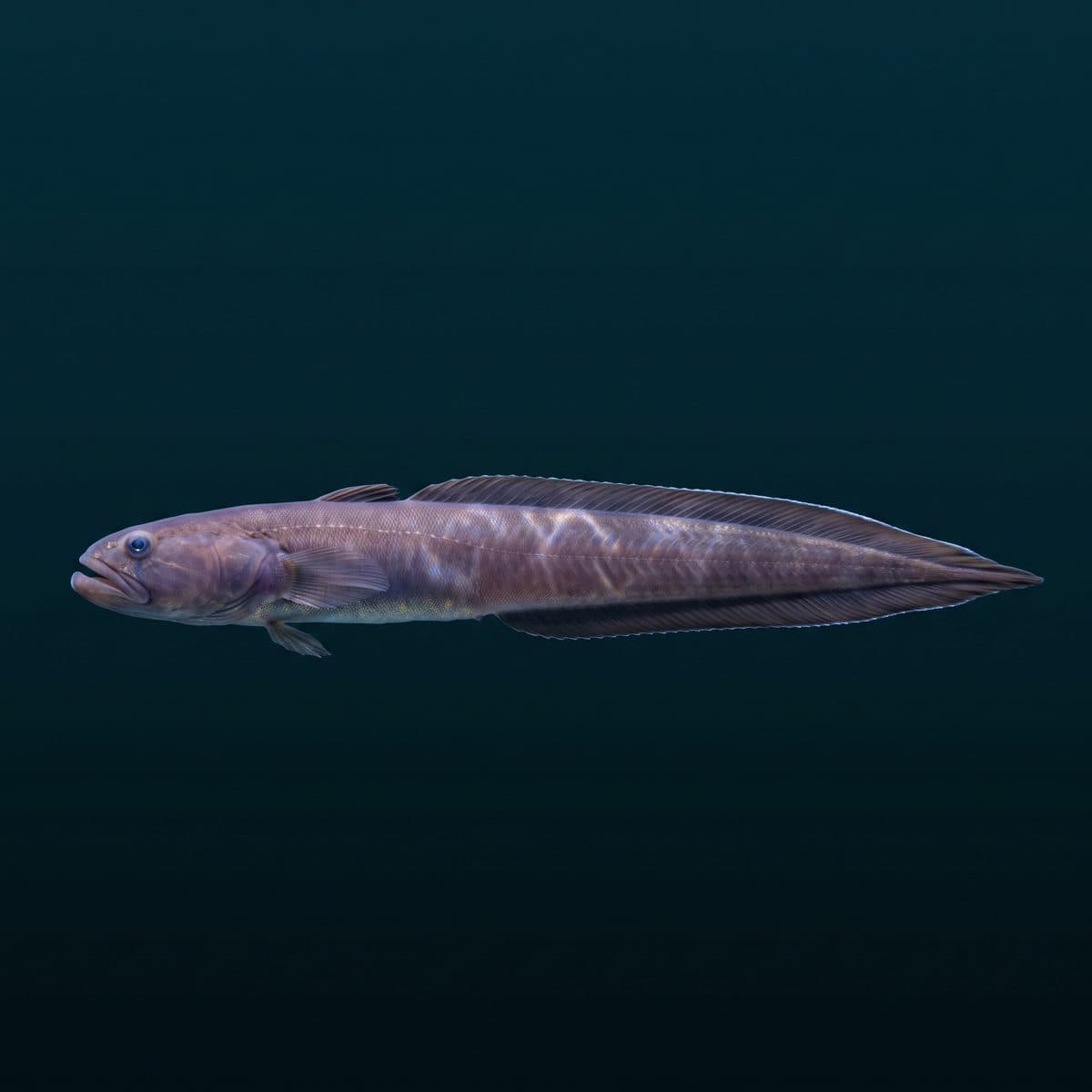 Dragon Goby (Gobioides broussonnetii) — premium specimen