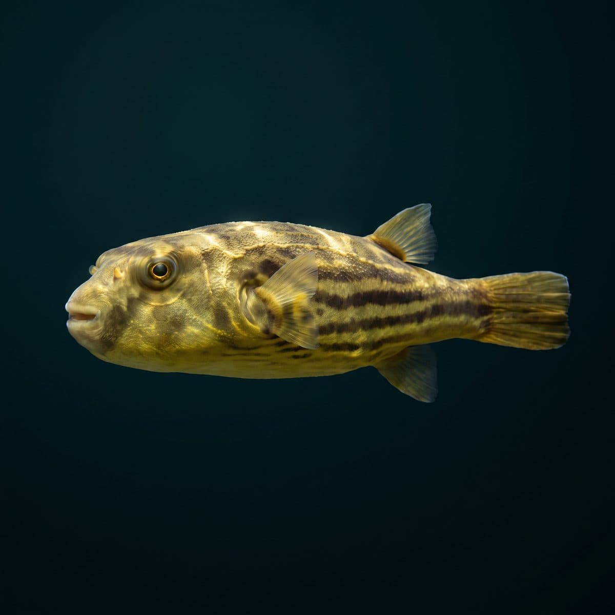 Fahaka Pufferfish (Tetraodon lineatus) — premium specimen