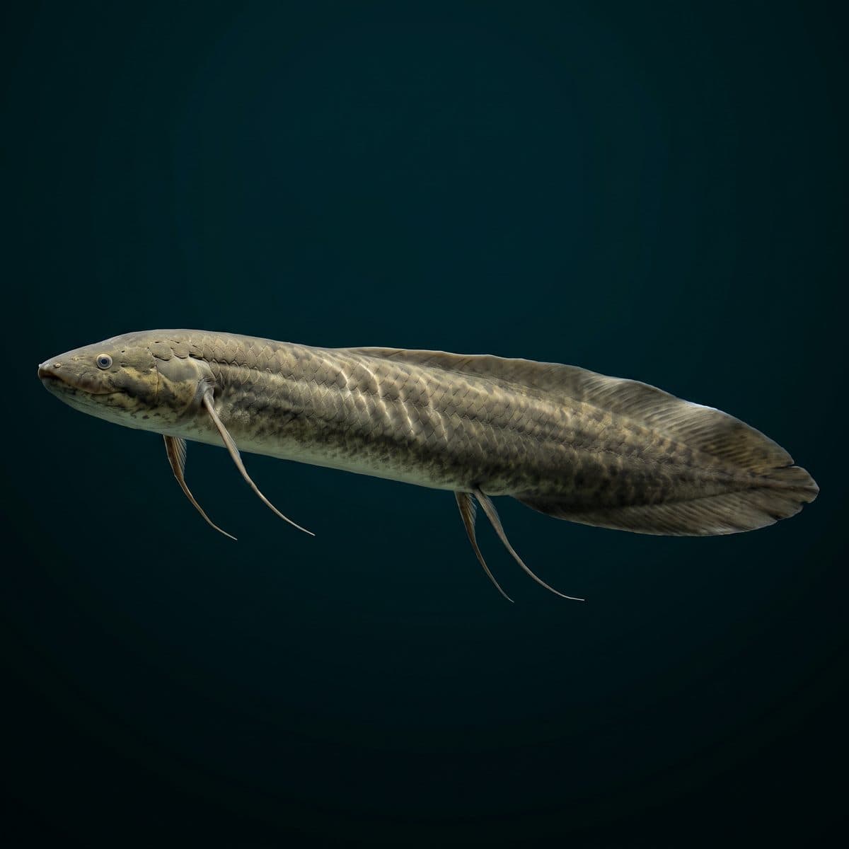Lungfish (Protopterus annectens) — premium specimen