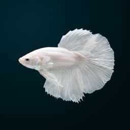 Platinum White Betta (Betta splendens) — premium specimen