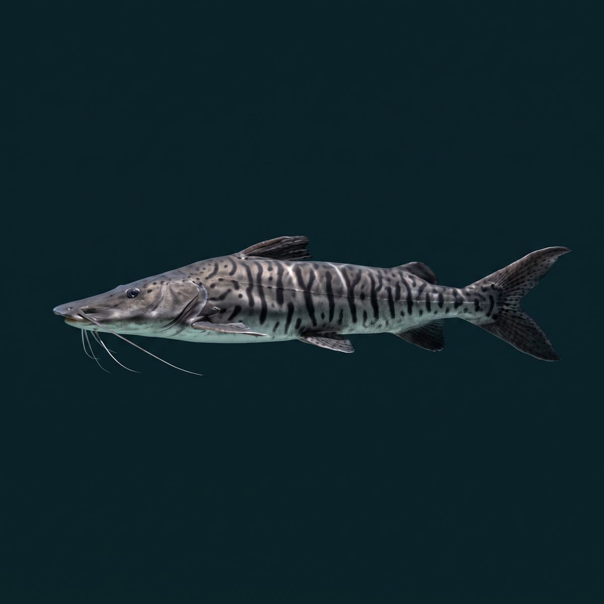 Shovelnose Tiger Catfish (Pseudoplatystoma tigrinum) — premium specimen
