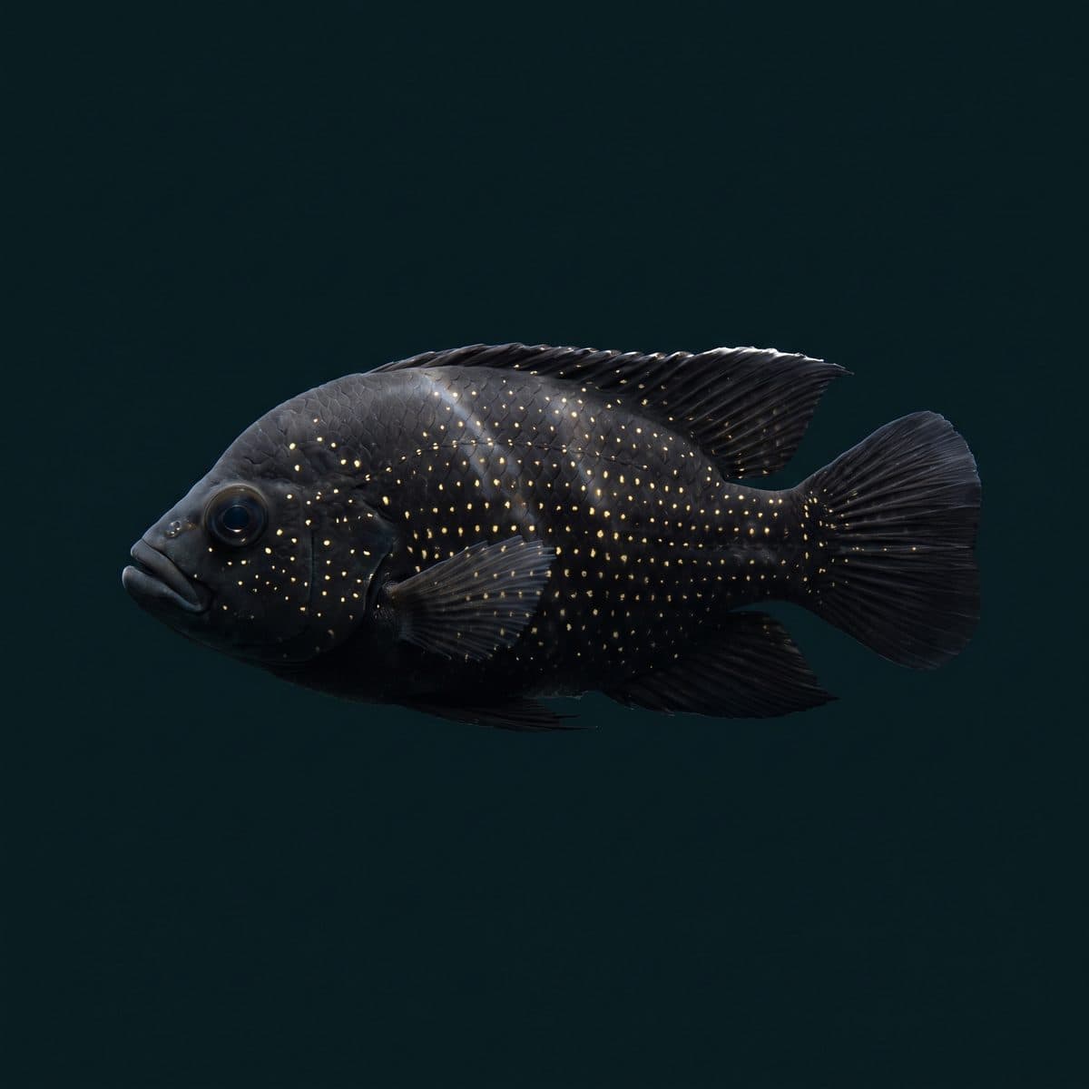 Starry Night Cichlid (Paratilapia polleni) — premium specimen