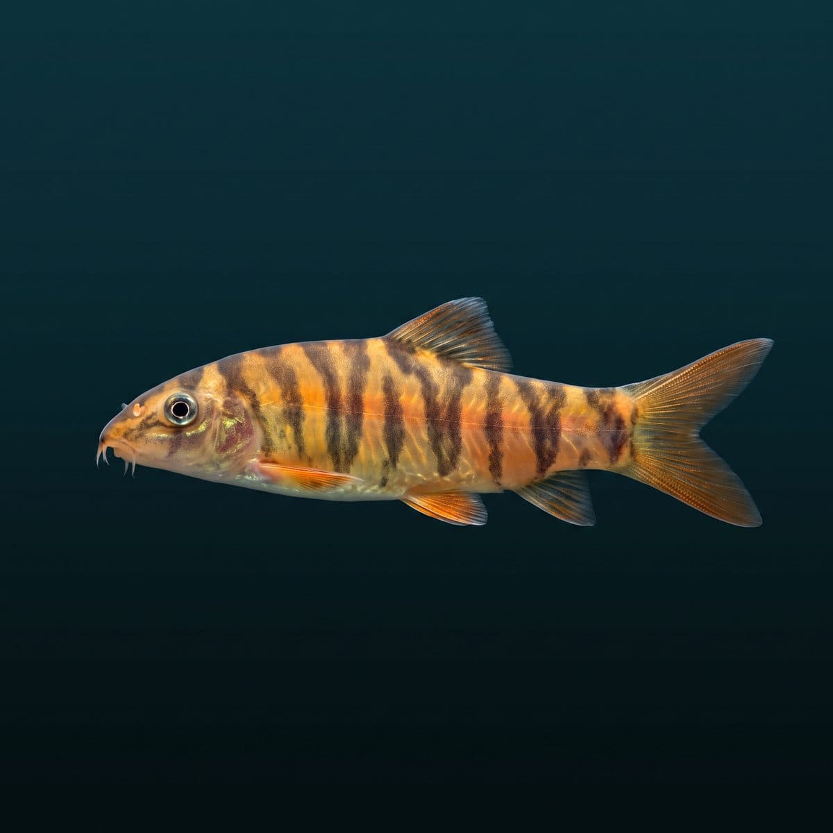 Tiger Loach (Syncrossus hymenophysa) — premium specimen
