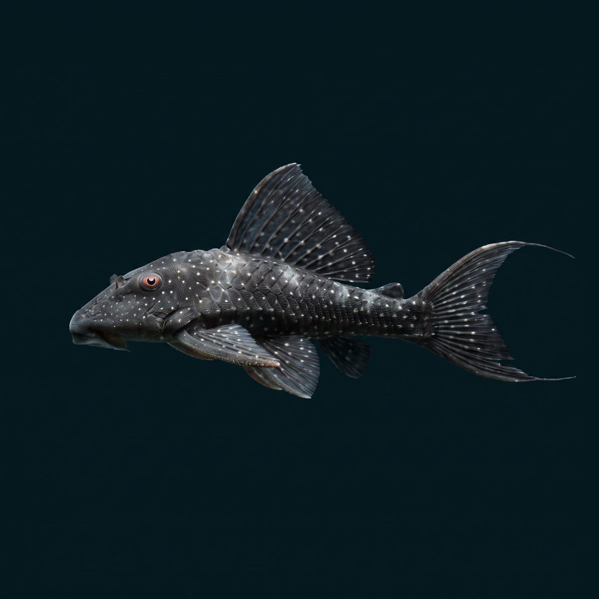 Vampire Pleco (Leporacanthicus galaxias) — premium specimen