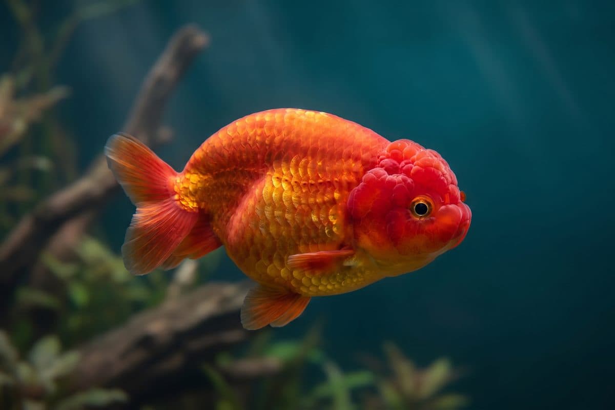 Top-view of a prize-grade red-and-white Ranchu goldfish displaying a prominent wen and smooth back curvature